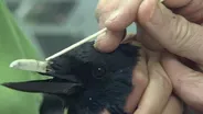 Injured Crow Gets a New Acrylic Beak 