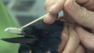 Injured Crow Gets a New Acrylic Beak 