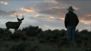 First Encounter With a Young Buck