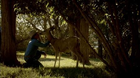 Video thumbnail: Nature Mule Deer Family Rituals