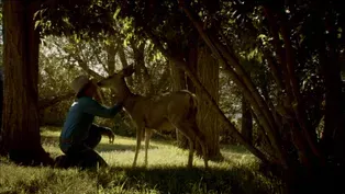 Mule Deer Family Rituals