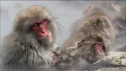 Japanese Snow Monkeys Soak in Hot Springs