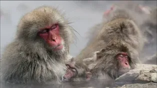 Japanese Snow Monkeys Soak in Hot Springs