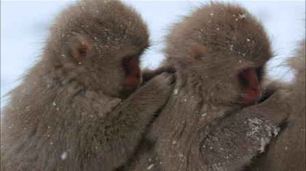 Snow Monkeys Grooming