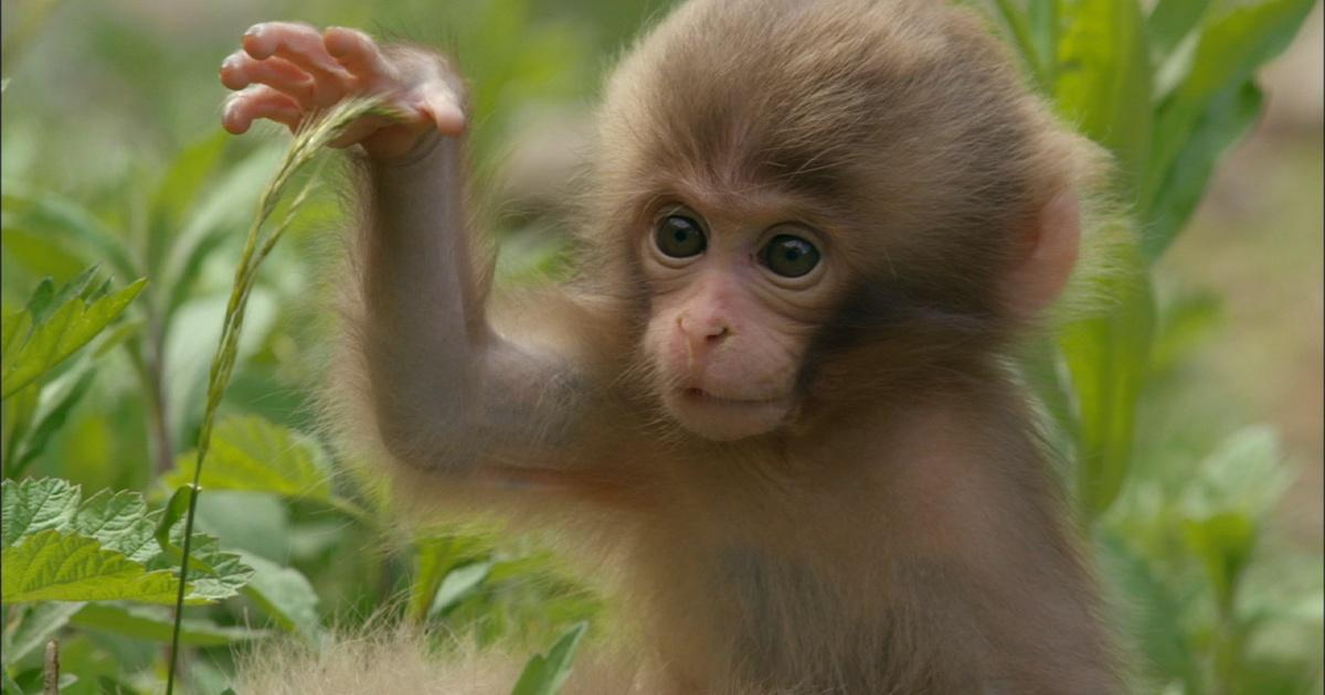 Nature Monkey Babies Start To Explore Season 32 Episode 16 Pbs