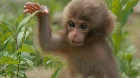 Monkey Babies Start to Explore