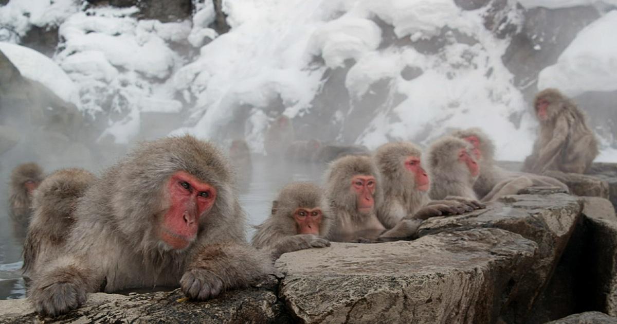 Nature | Snow Monkeys | Season 32 | Episode 16 | PBS