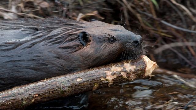 Nature | Leave It to Beavers - Preview
