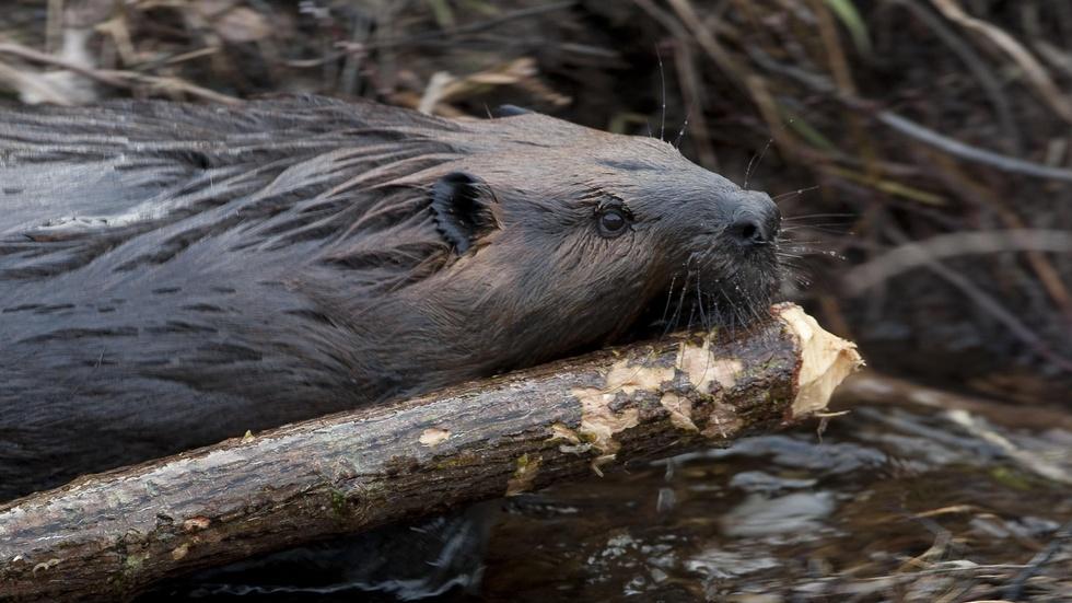 Leave It to Beavers - Preview image