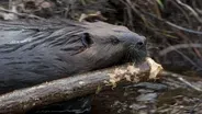 Leave It to Beavers - Preview