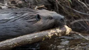Leave It to Beavers - Preview