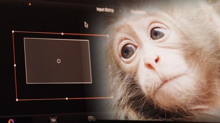 Behind-The-Scenes of Snow Monkeys, Part 2: Post-Production