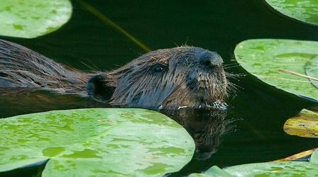 Video thumbnail: Nature Leave It to Beavers - Preview