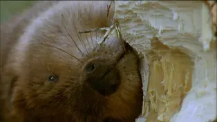 How Beavers Build Dams