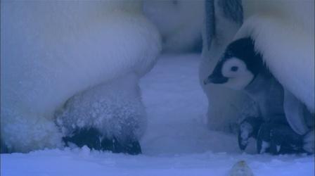 Emperor Penguins Huddle to Keep Warm