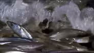 Gulf Grunion Beach Spawning