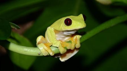 Trailer: Fabulous Frogs