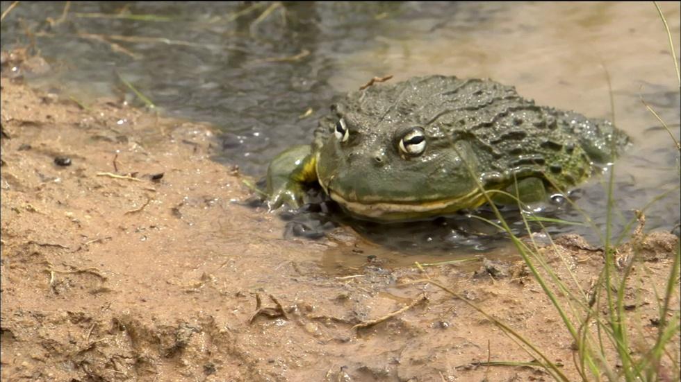 Bullfrog Dad Protects the Brood image