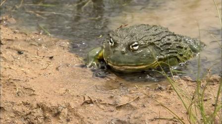 Bullfrog Dad Protects the Brood 