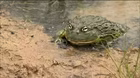 Bullfrog Dad Protects the Brood