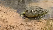 Bullfrog Dad Protects the Brood 