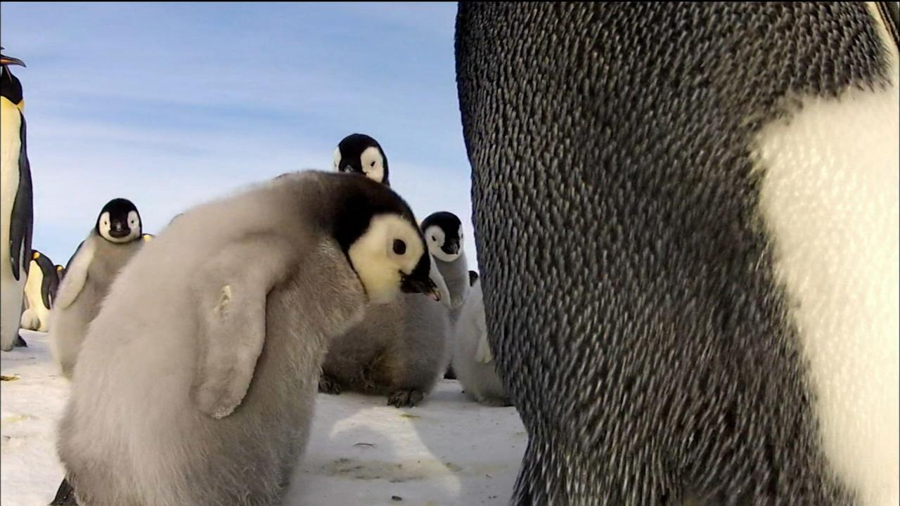 Nature | Penguins: Spy in the Huddle - Part 1