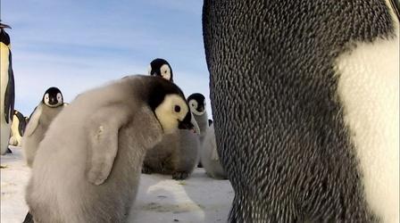 Video thumbnail: Nature Penguins: Spy in the Huddle - Part 1