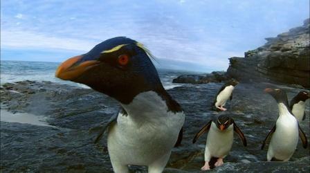 Rockhopper Penguins Make Landfall 