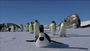 Penguins: Spy in the Huddle | Episode 1 | The Journey