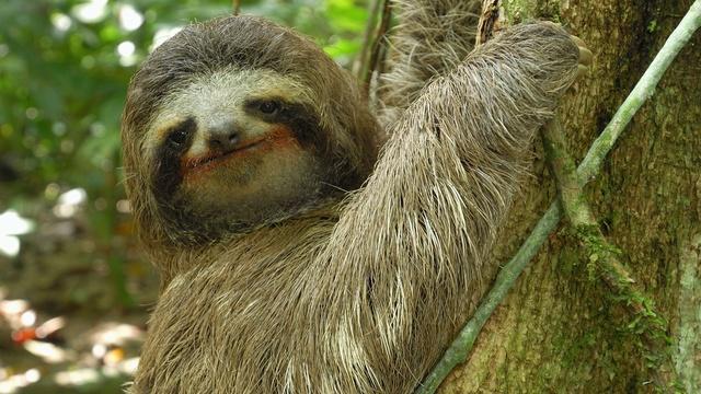 Nature | Three-toed Sloth: The Slowest Mammal On Earth