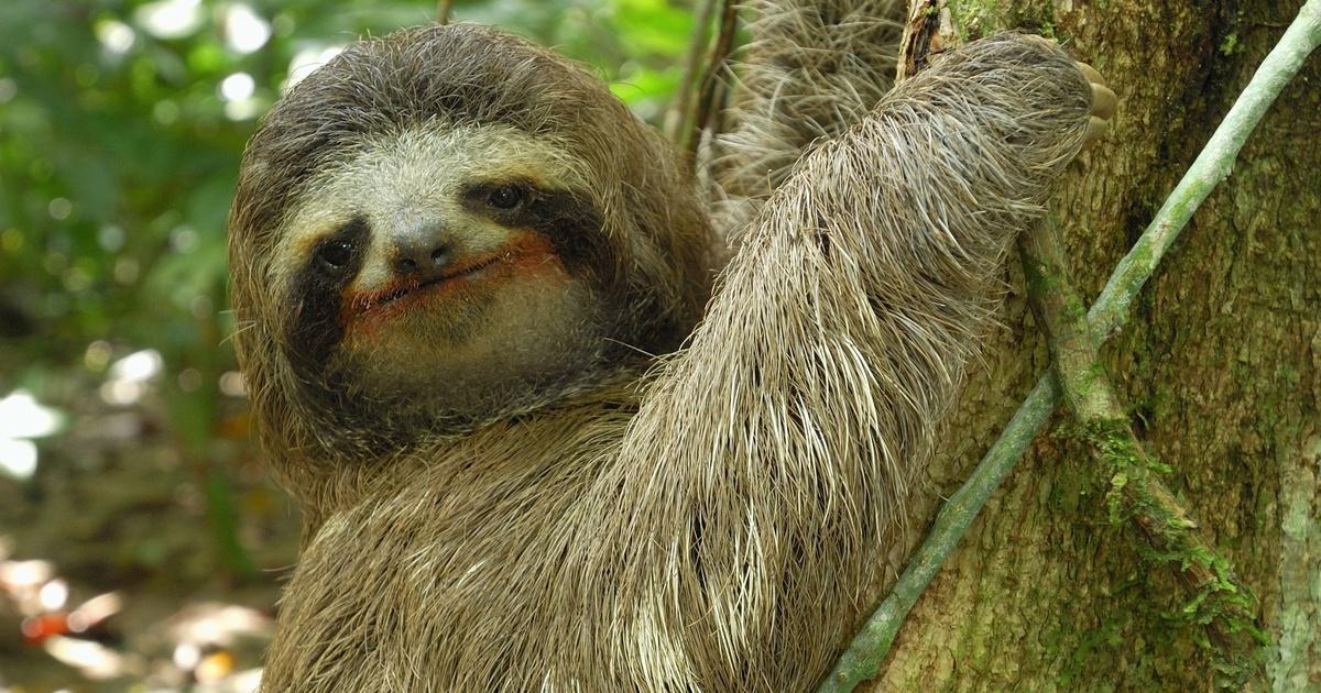 Threetoed Sloth The Slowest Mammal On Earth Season 33