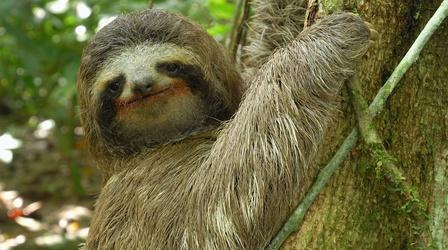 Three-toed Sloth: The Slowest Mammal On Earth