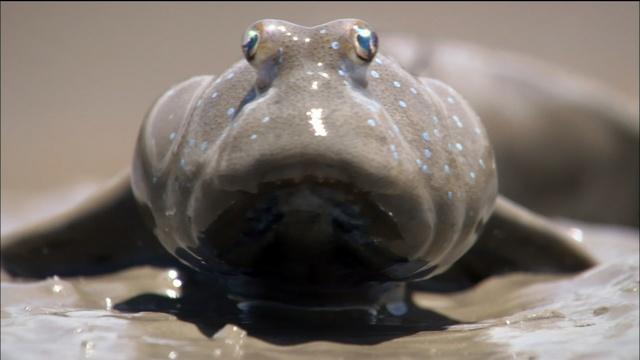 Nature | Mudskippers Search for a Meal