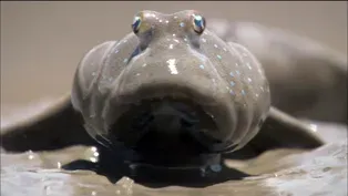 Mudskippers Search for a Meal 
