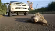 Citizen Sloth Patrol to the Rescue 