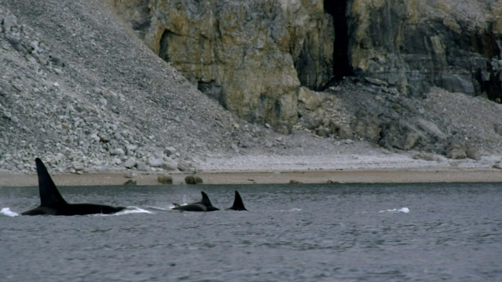 Killer Whales Attack Pod of Narwhal Nature THIRTEEN New York