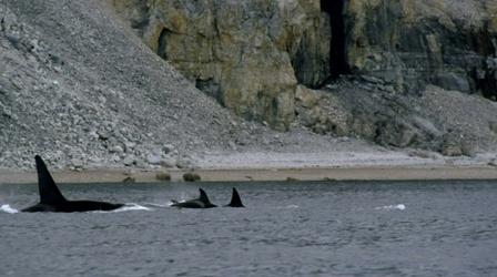 Video thumbnail: Nature Killer Whales Attack Pod of Narwhal