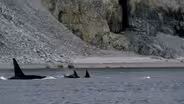 Killer Whales Attack Pod of Narwhal