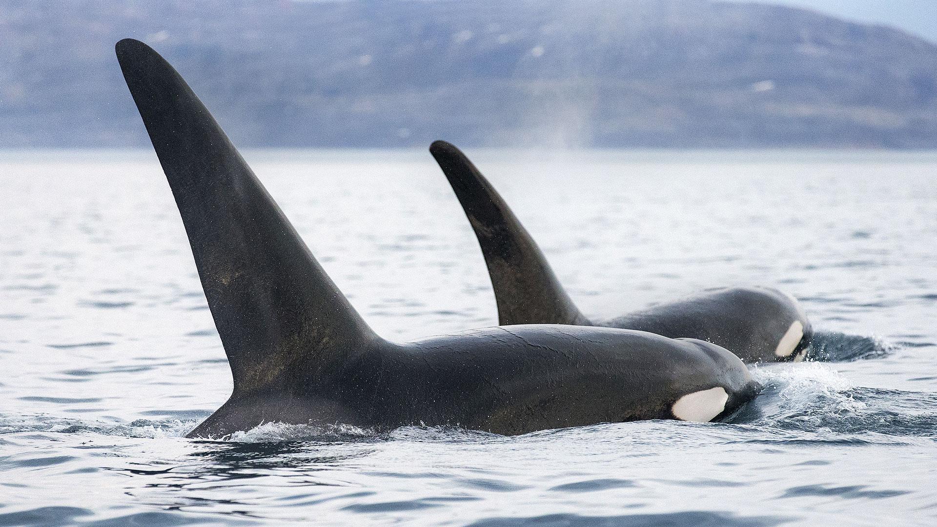 Huge groups of fin whales sign of hope for ocean giants