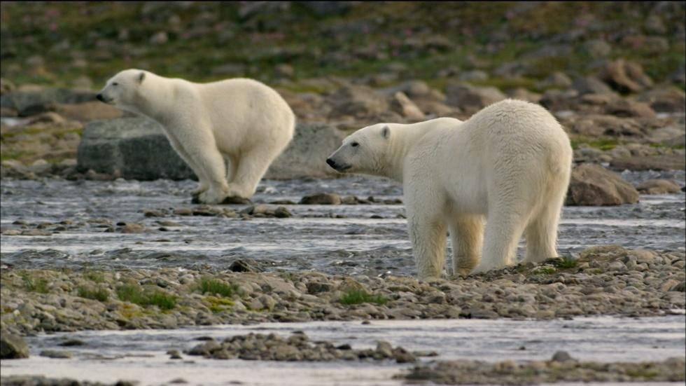 S33 Ep3: Polar Bears Try to Catch Salmon image
