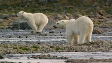 Polar Bears Try to Catch Salmon 
