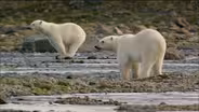 Polar Bears Try to Catch Salmon 