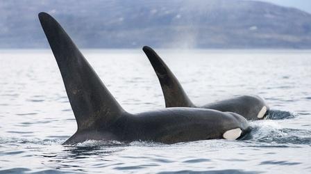 Video thumbnail: Nature Invasion of the Killer Whales