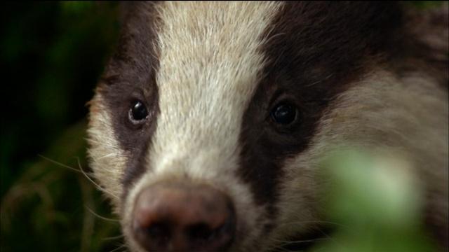 Nature | Female Badger Looks for Love