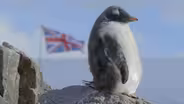 Punk Rock Penguins Take a Stand
