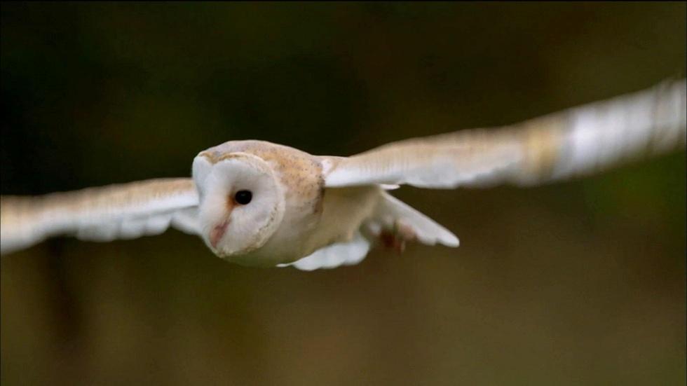 S33 Ep7: Owl Shows Off Silent Flight Superpower image
