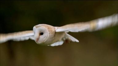 Owl Shows Off Silent Flight Superpower