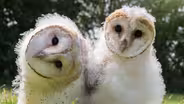 Owl Power - Preview 