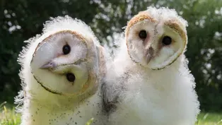 Owl Power - Preview 