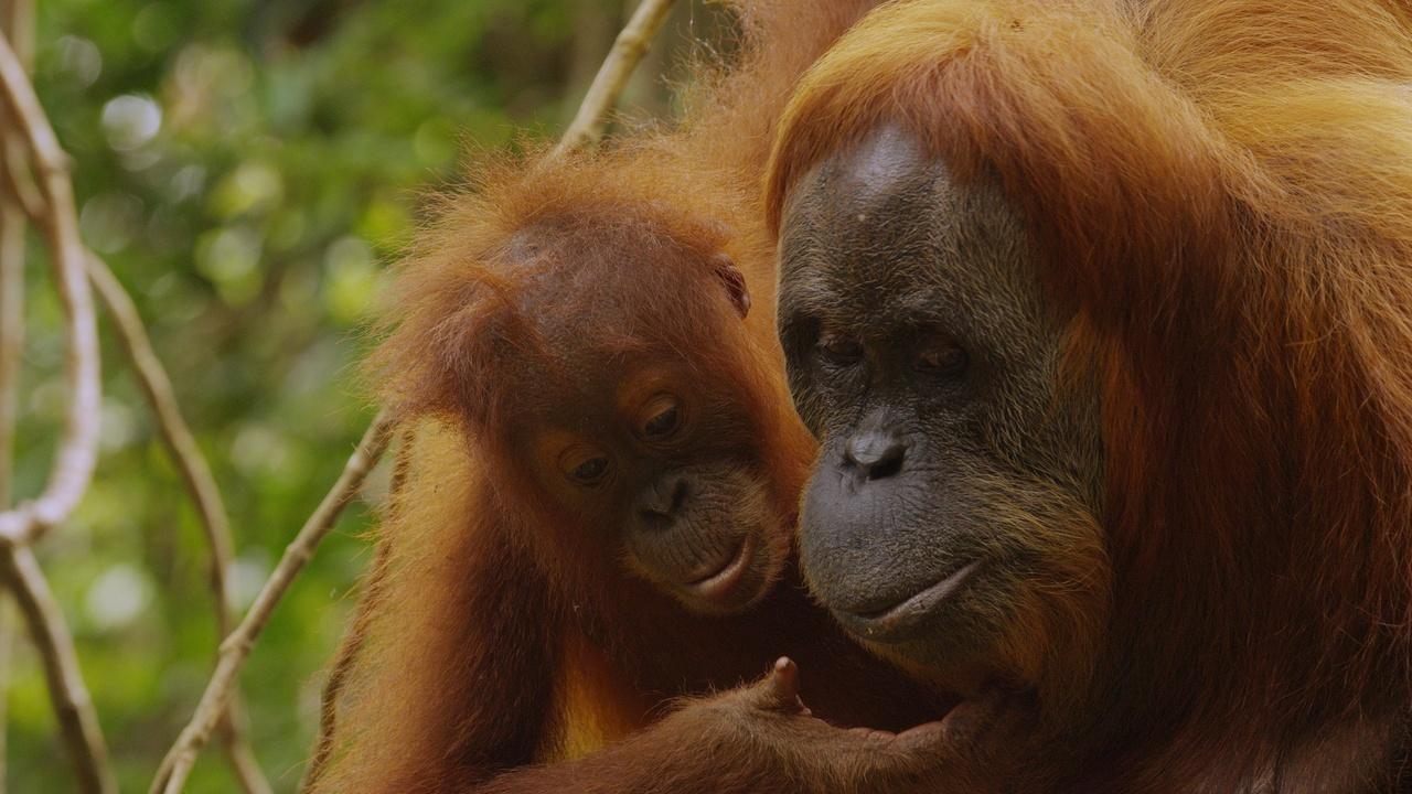 Nature | The Last Orangutan Eden - Preview